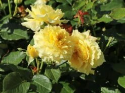 Beetrose 'China Girl' ® 20 Beetrose 'China Girl' ® -Edelrosen Geschaft beetrose china girl m005648 w 7