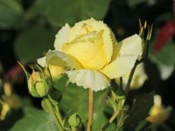 Beetrose 'China Girl' ® 21 Beetrose 'China Girl' ® -Edelrosen Geschaft beetrose china girl m005648 w 9