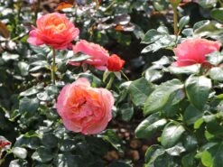 Beetrose 'Coral Lions-Rose' ® -Edelrosen Geschaft beetrose coral lions rose m120659 w 0