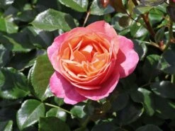 Beetrose 'Coral Lions-Rose' ® -Edelrosen Geschaft beetrose coral lions rose m120659 w 1