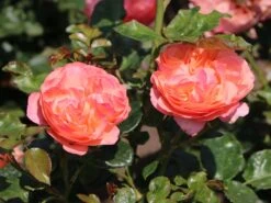 Beetrose 'Coral Lions-Rose' ® -Edelrosen Geschaft beetrose coral lions rose m120659 w 4