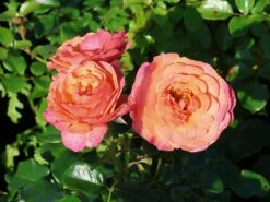 Beetrose 'Coral Lions-Rose' ® -Edelrosen Geschaft beetrose coral lions rose m120659 w 5