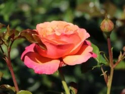 Beetrose 'Coral Lions-Rose' ® -Edelrosen Geschaft beetrose coral lions rose m120659 w 7