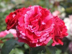 Beetrose 'Deep Impression ®'