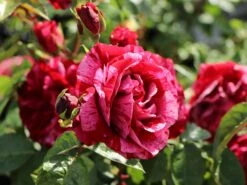 Beetrose 'Deep Impression ®' -Edelrosen Geschaft beetrose deep impression m054373 w 0