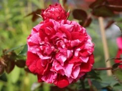 Beetrose 'Deep Impression ®' -Edelrosen Geschaft beetrose deep impression m054373 w 1