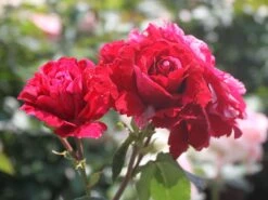 Beetrose 'Deep Impression ®' -Edelrosen Geschaft beetrose deep impression m054373 w 2