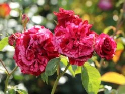 Beetrose 'Deep Impression ®' -Edelrosen Geschaft beetrose deep impression m054373 w 4