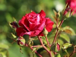 Beetrose 'Deep Impression ®' -Edelrosen Geschaft beetrose deep impression m054373 w 5