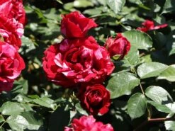 Beetrose 'Deep Impression ®' -Edelrosen Geschaft beetrose deep impression m054373 w 6