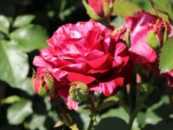 Beetrose 'Deep Impression ®' -Edelrosen Geschaft beetrose deep impression m054373 w 8