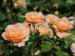 Beetrose 'Die Schöne Vom See' ®