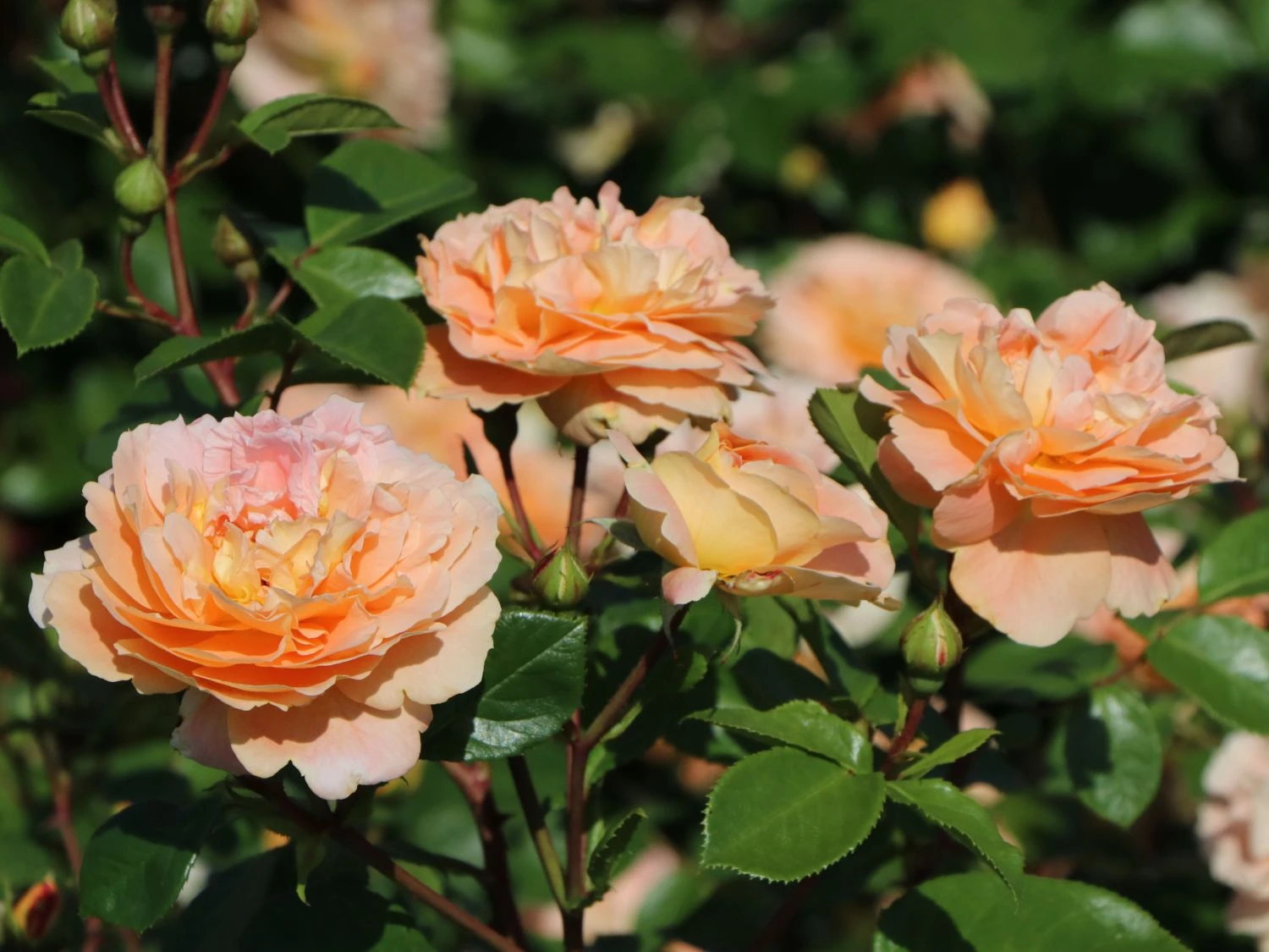 Beetrose 'Die Schöne Vom See' ® 1 Beetrose 'Die Schöne Vom See' ®