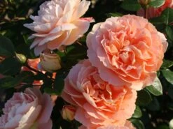 Beetrose 'Die Schöne Vom See' ® 19 Beetrose 'Die Schöne Vom See' ® -Edelrosen Geschaft beetrose die schoene vom see m056472 w 0