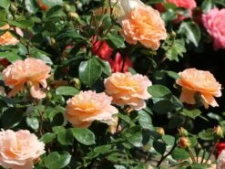 Beetrose 'Die Schöne Vom See' ® 18 Beetrose 'Die Schöne Vom See' ® -Edelrosen Geschaft beetrose die schoene vom see m056472 w 1