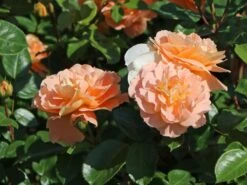 Beetrose 'Die Schöne Vom See' ® 14 Beetrose 'Die Schöne Vom See' ® -Edelrosen Geschaft beetrose die schoene vom see m056472 w 2