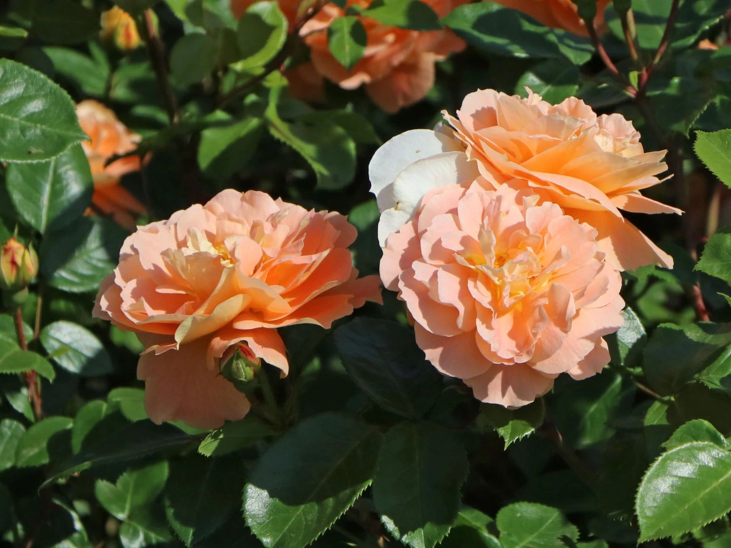 Beetrose 'Die Schöne Vom See' ® 4 Beetrose 'Die Schöne Vom See' ® – Bild 4