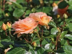 Beetrose 'Die Schöne Vom See' ® 13 Beetrose 'Die Schöne Vom See' ® -Edelrosen Geschaft beetrose die schoene vom see m056472 w 3