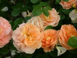 Beetrose 'Die Schöne Vom See' ® 20 Beetrose 'Die Schöne Vom See' ® -Edelrosen Geschaft beetrose die schoene vom see m056472 w 4