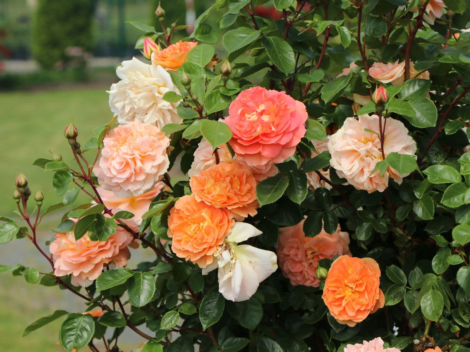 Beetrose 'Die Schöne Vom See' ® 5 Beetrose 'Die Schöne Vom See' ® – Bild 5