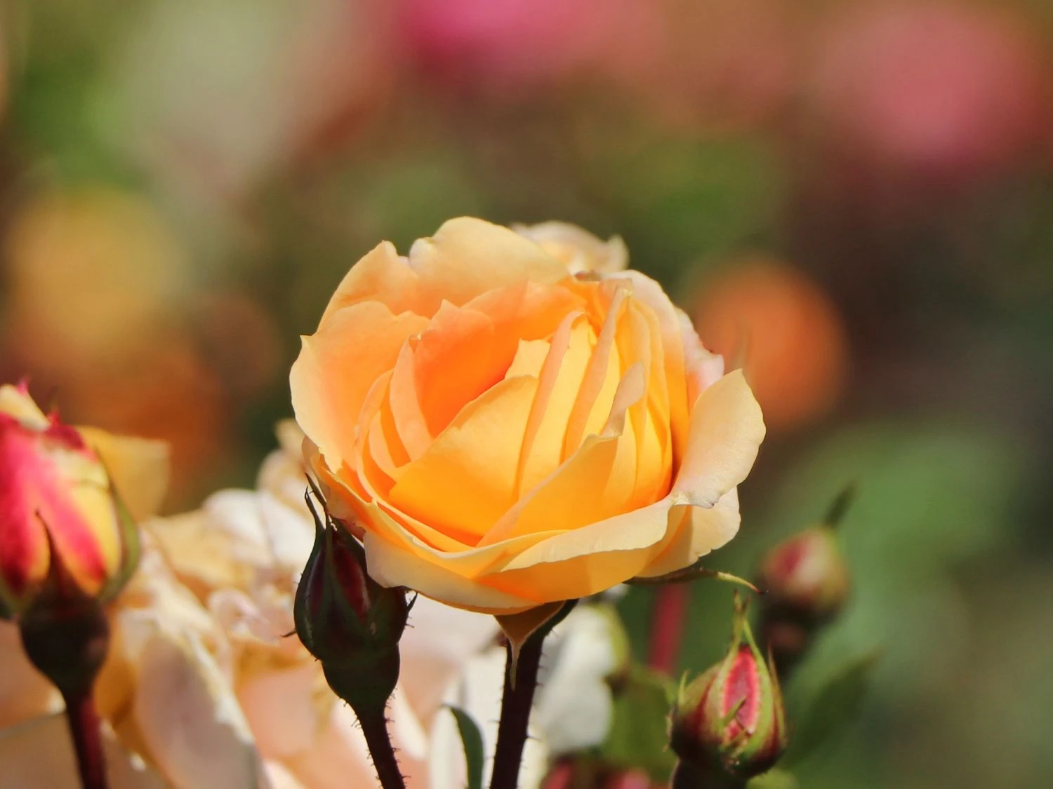 Beetrose 'Die Schöne Vom See' ® 7 Beetrose 'Die Schöne Vom See' ® – Bild 7