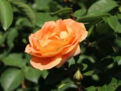 Beetrose 'Die Schöne Vom See' ® 16 Beetrose 'Die Schöne Vom See' ® -Edelrosen Geschaft beetrose die schoene vom see m056472 w 7