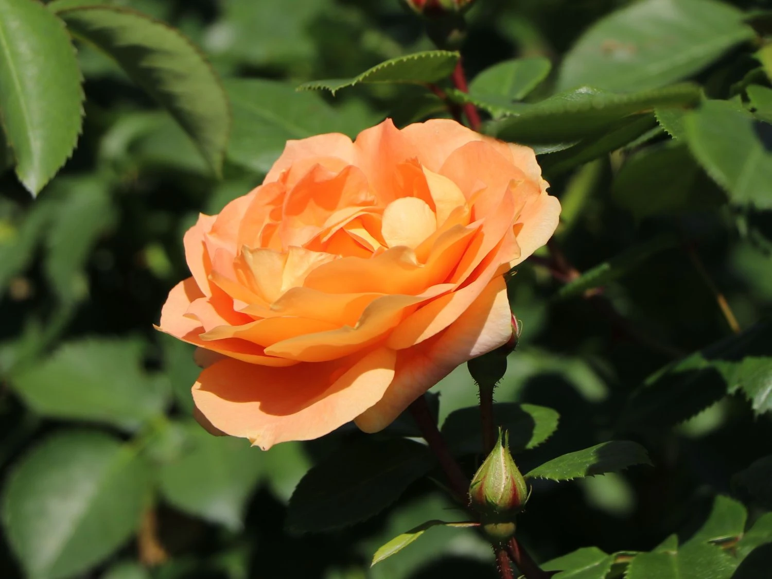 Beetrose 'Die Schöne Vom See' ® 6 Beetrose 'Die Schöne Vom See' ® – Bild 6