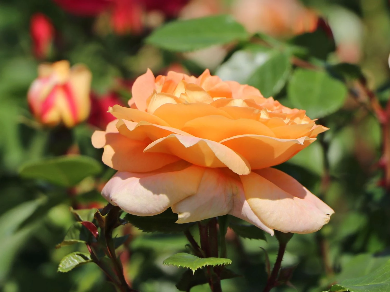 Beetrose 'Die Schöne Vom See' ® 2 Beetrose 'Die Schöne Vom See' ® – Bild 2