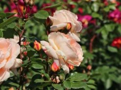 Beetrose 'Die Schöne Vom See' ® 21 Beetrose 'Die Schöne Vom See' ® -Edelrosen Geschaft beetrose die schoene vom see m056472 w 9