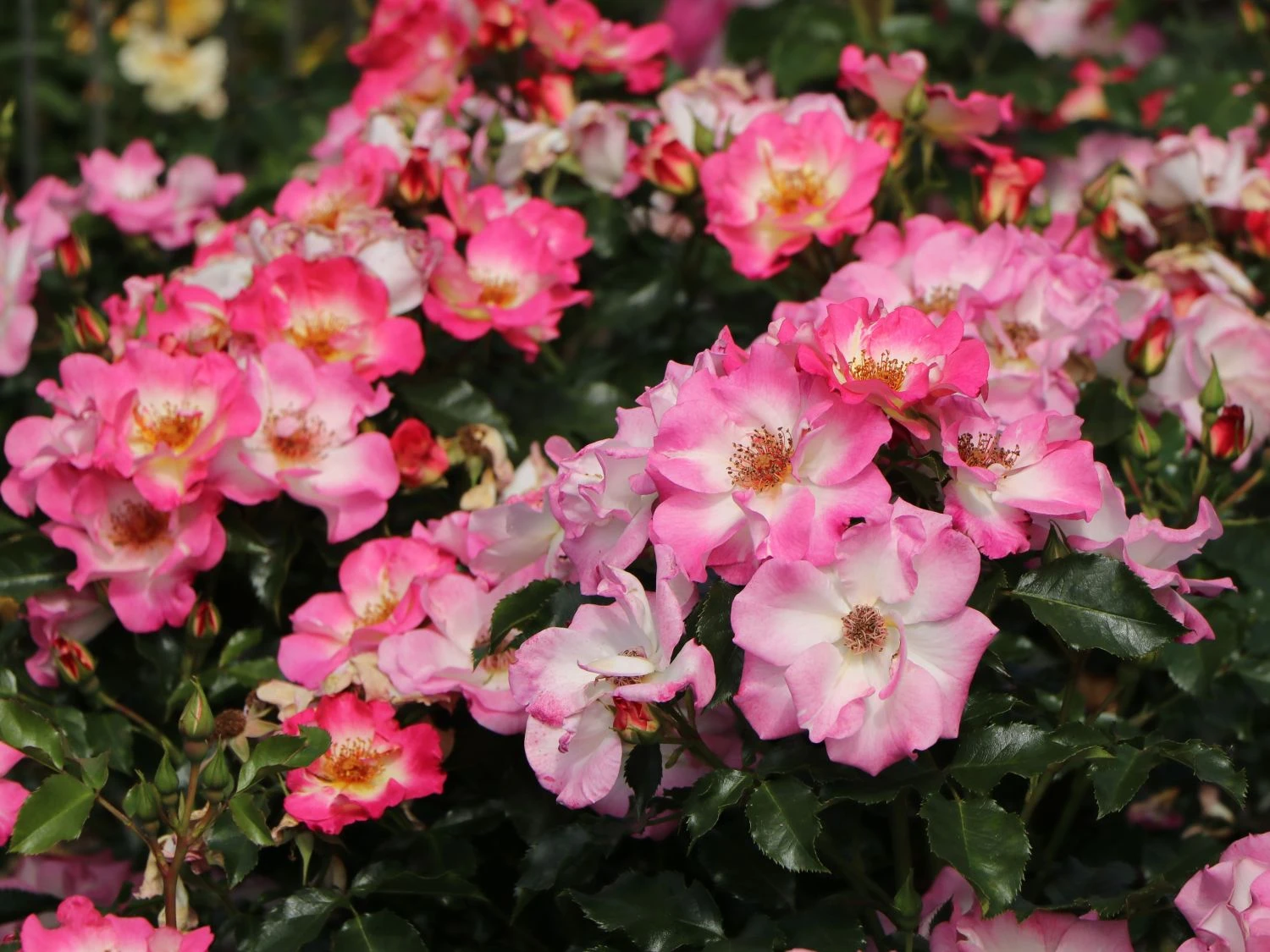 Beetrose 'Dolomiti' ® 8 Beetrose 'Dolomiti' ® – Bild 8