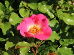 Beetrose 'Dolomiti' ® 16 Beetrose 'Dolomiti' ® -Edelrosen Geschaft beetrose dolomiti m055124 w 10