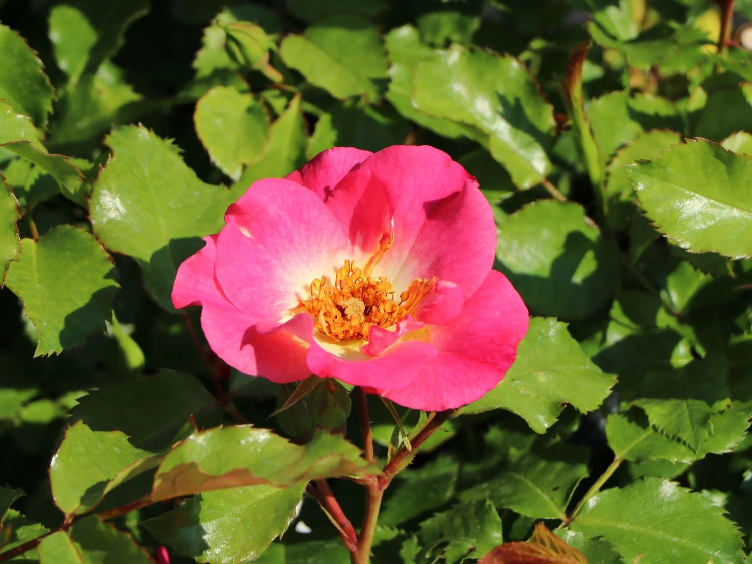 Beetrose 'Dolomiti' ® 5 Beetrose 'Dolomiti' ® – Bild 5