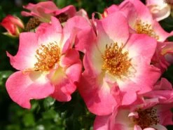 Beetrose 'Dolomiti' ® 15 Beetrose 'Dolomiti' ® -Edelrosen Geschaft beetrose dolomiti m055124 w 3