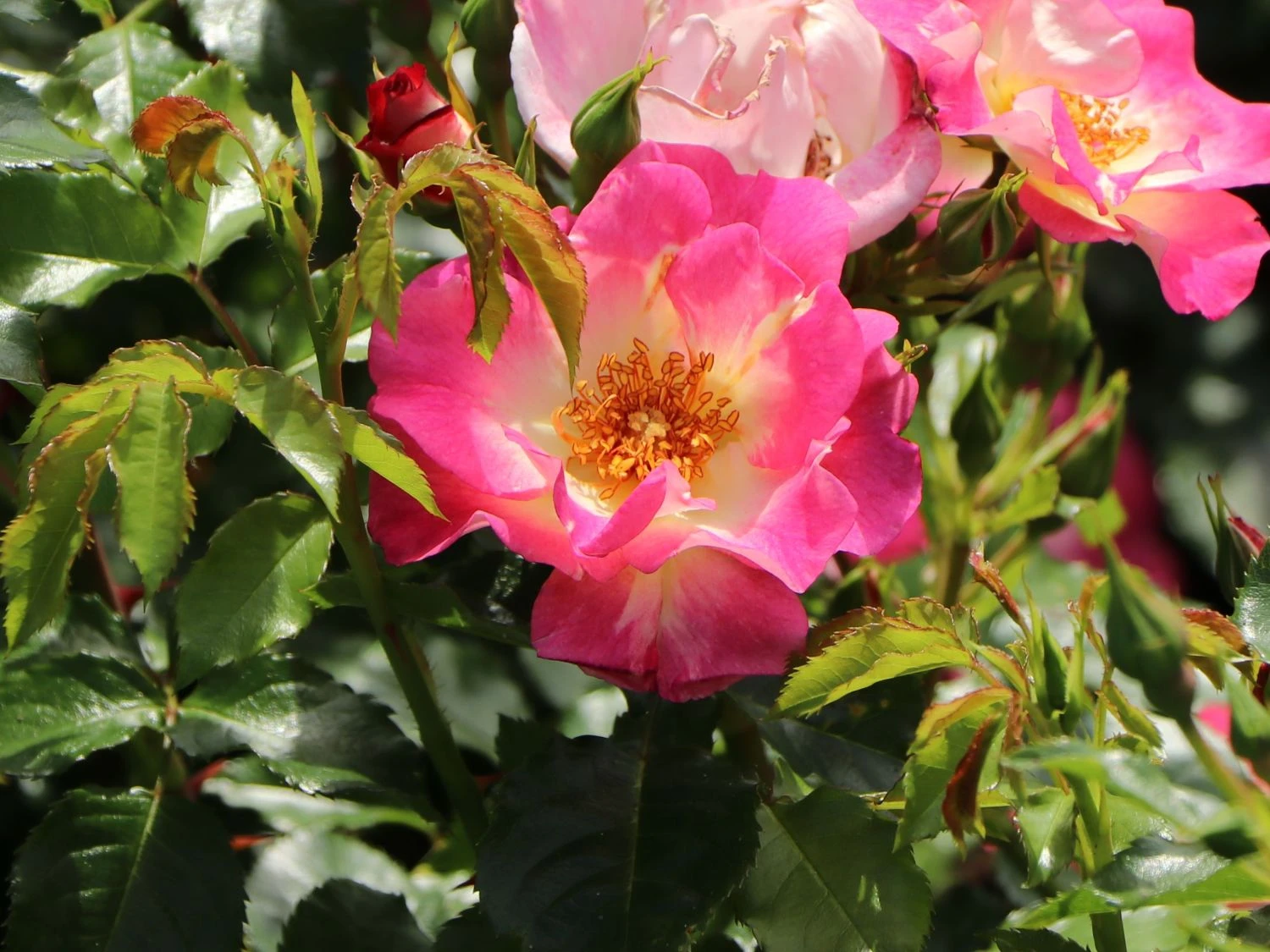 Beetrose 'Dolomiti' ® 2 Beetrose 'Dolomiti' ® – Bild 2