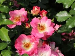 Beetrose 'Dolomiti' ® 18 Beetrose 'Dolomiti' ® -Edelrosen Geschaft beetrose dolomiti m055124 w 5