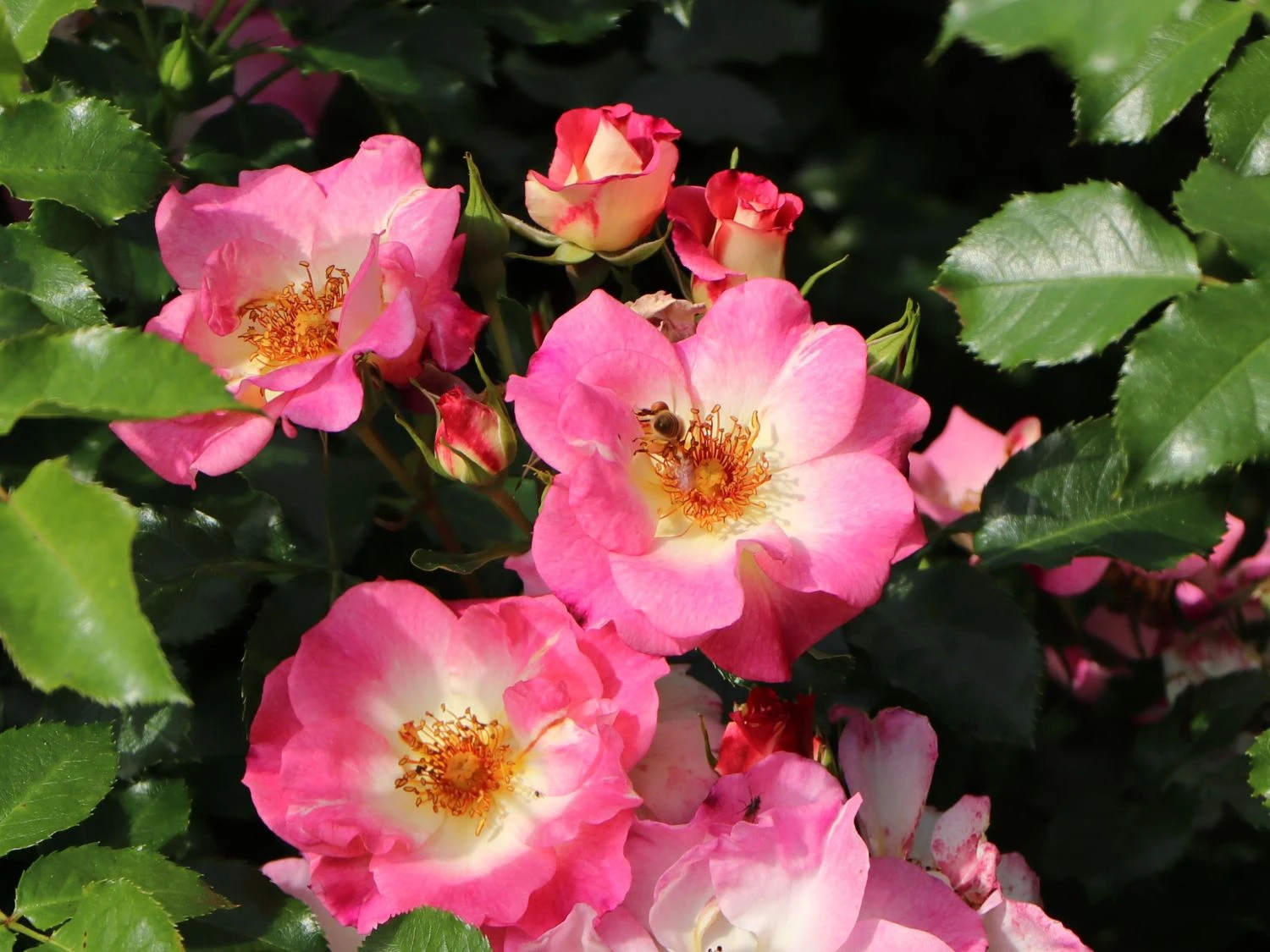 Beetrose 'Dolomiti' ® 7 Beetrose 'Dolomiti' ® – Bild 7