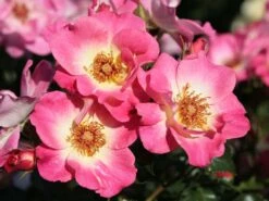 Beetrose 'Dolomiti' ® 23 Beetrose 'Dolomiti' ® -Edelrosen Geschaft beetrose dolomiti m055124 w 7