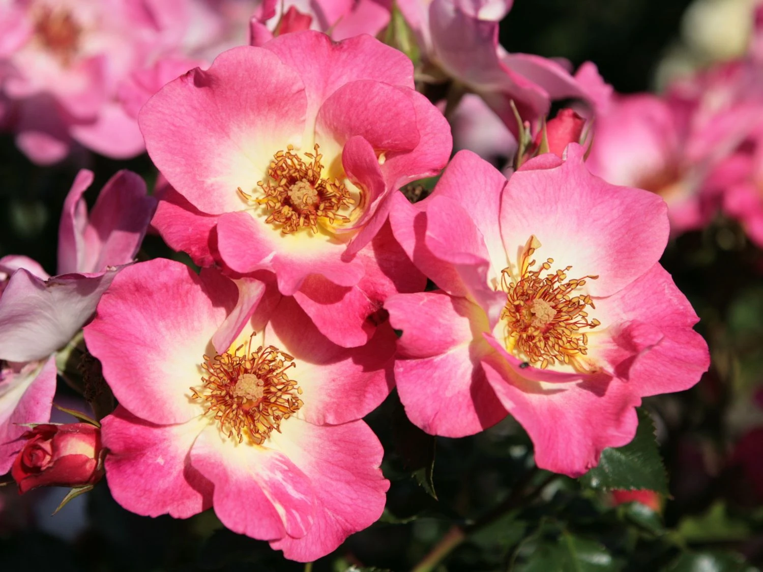 Beetrose 'Dolomiti' ® 12 Beetrose 'Dolomiti' ® – Bild 12