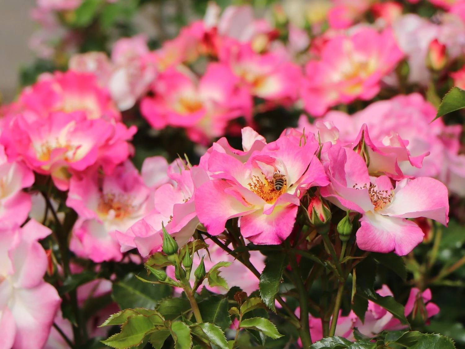 Beetrose 'Dolomiti' ® 6 Beetrose 'Dolomiti' ® – Bild 6