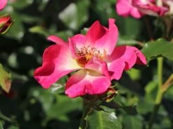 Beetrose 'Dolomiti' ® 21 Beetrose 'Dolomiti' ® -Edelrosen Geschaft beetrose dolomiti m055124 w 9