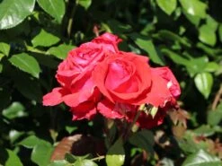 Beetrose / Edelrose 'Duftwolke' ® -Edelrosen Geschaft beetrose edelrose duftwolke m005652 w 0