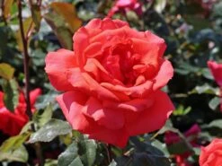 Ausgewählte Produkte -Edelrosen Geschaft beetrose edelrose duftwolke m005652 w 1