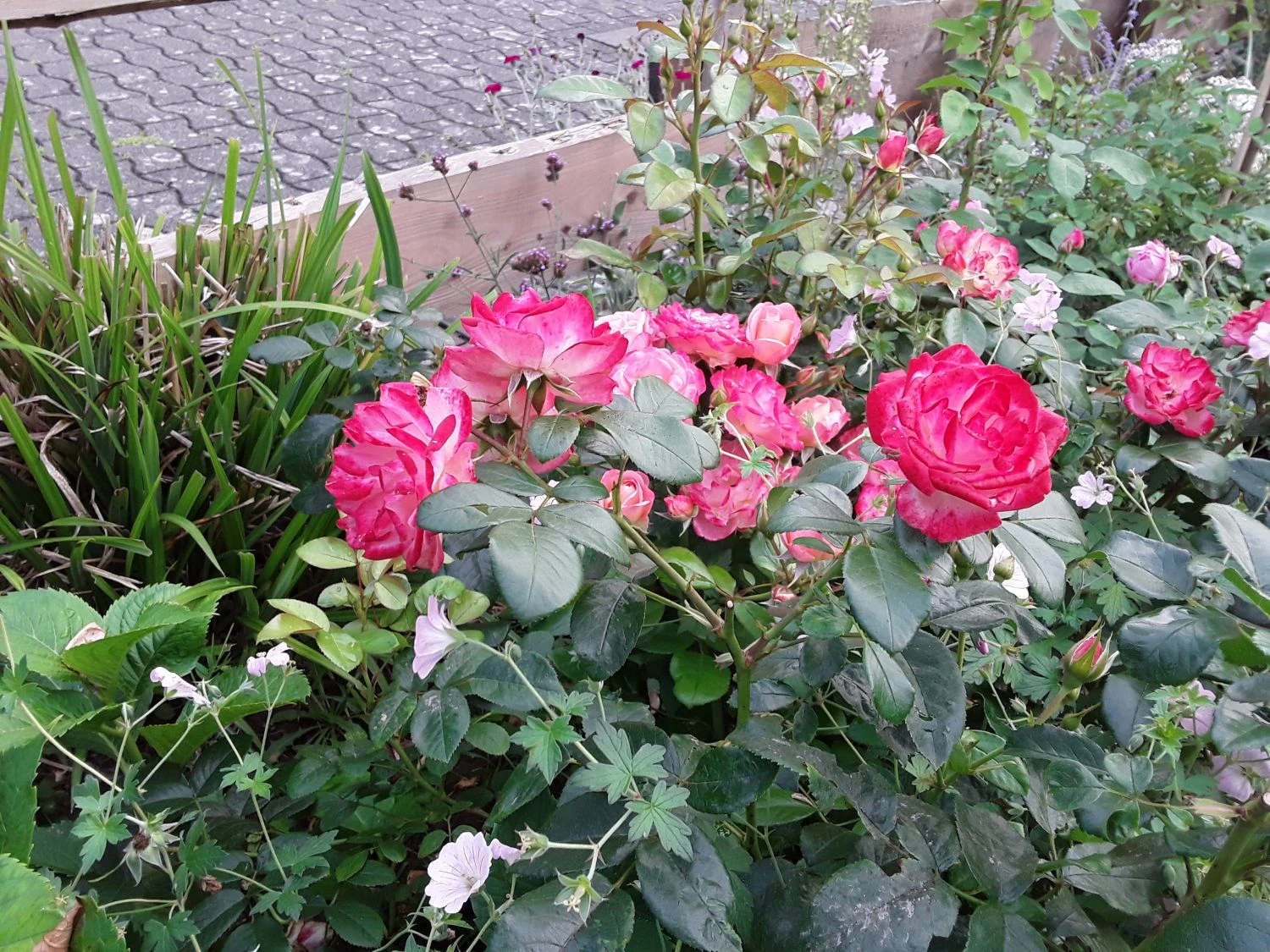 Beetrose 'Enjoy' ® 2 Beetrose 'Enjoy' ® – Bild 2