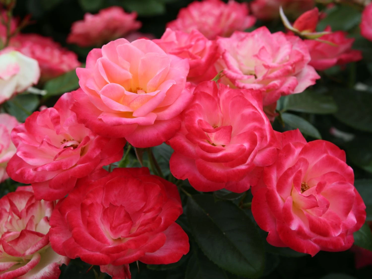 Beetrose 'Enjoy' ® 1 Beetrose 'Enjoy' ®