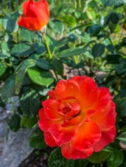 Beetrose 'Fellowship' ® 23 Beetrose 'Fellowship' ® -Edelrosen Geschaft beetrose fellowship m005836 455837 0