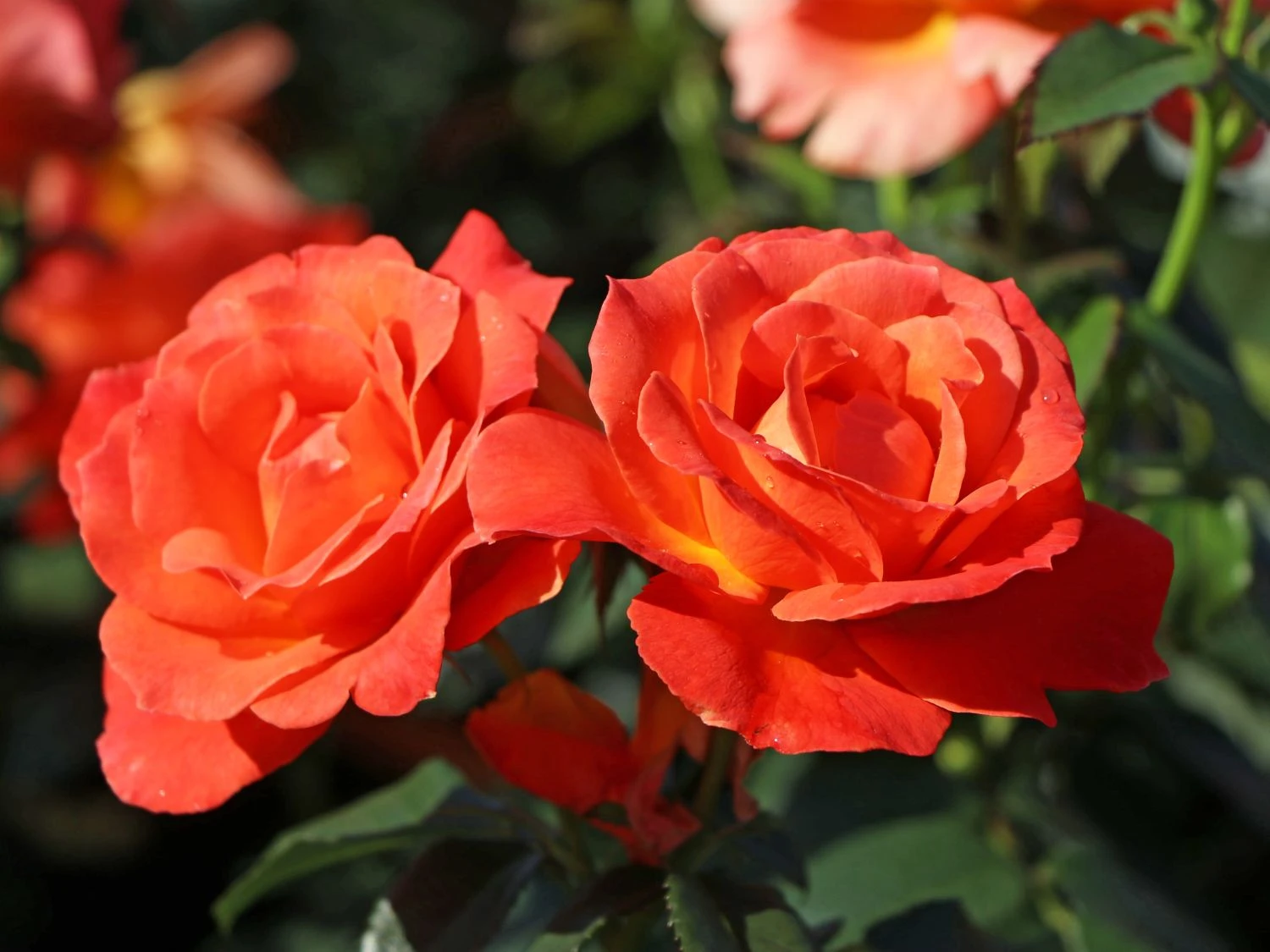 Beetrose 'Fellowship' ® 1 Beetrose 'Fellowship' ®