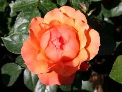 Beetrose 'Fellowship' ® 15 Beetrose 'Fellowship' ® -Edelrosen Geschaft beetrose fellowship m005836 w 0