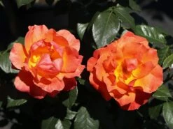 Beetrose 'Fellowship' ® 16 Beetrose 'Fellowship' ® -Edelrosen Geschaft beetrose fellowship m005836 w 1