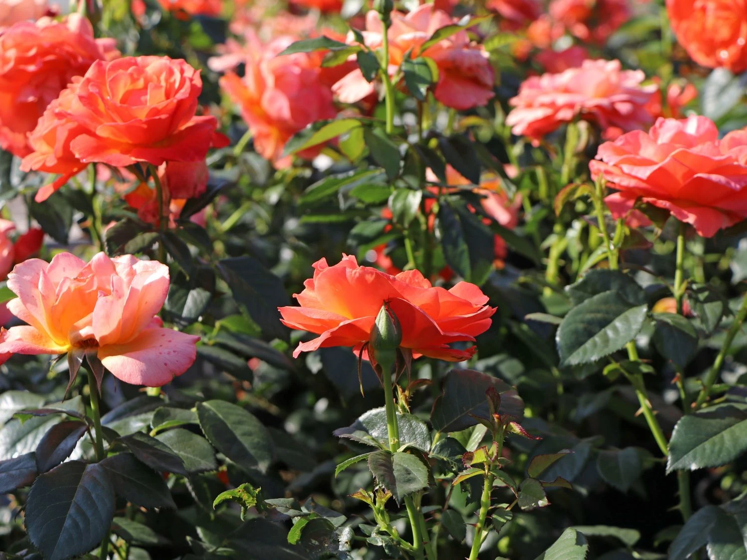 Beetrose 'Fellowship' ® 6 Beetrose 'Fellowship' ® – Bild 6