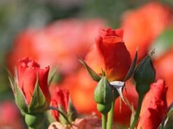 Beetrose 'Fellowship' ® 17 Beetrose 'Fellowship' ® -Edelrosen Geschaft beetrose fellowship m005836 w 3